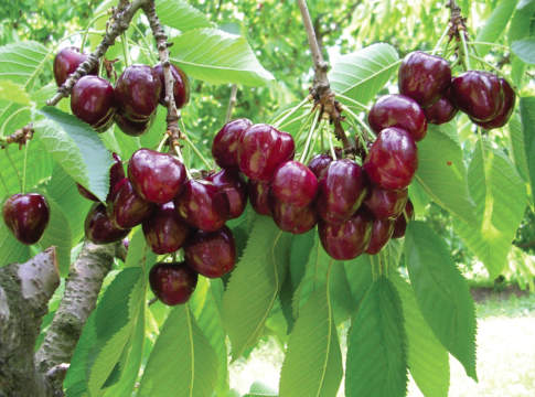 In prospettiva impianti di ciliegio a elevata densità ciliegio