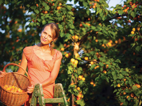 L’albicocca è un prodotto che piace e i consumi crescono albicocche