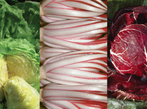 radicchio