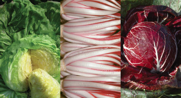 radicchio