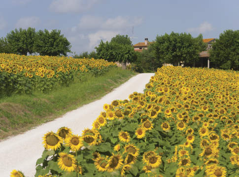 Marche, via libera alle adesioni al Distretto unico del biologico biologico