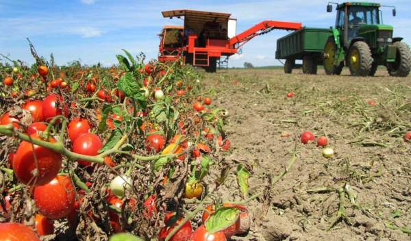 pomodoro da industira