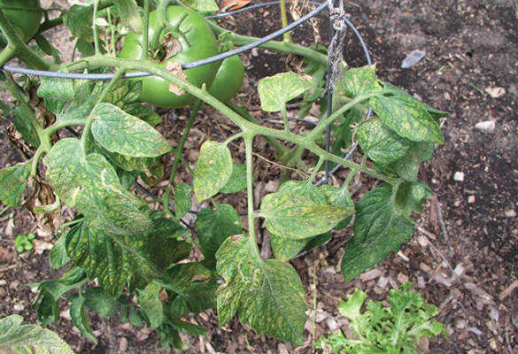 ragnetto rosso su pomodoro