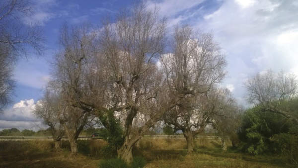 Xylella