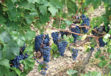 Viticoltura, tutto parte dalle radici viticoltura