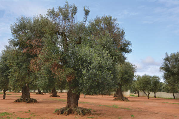 Xylella