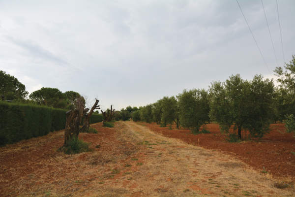 xylella