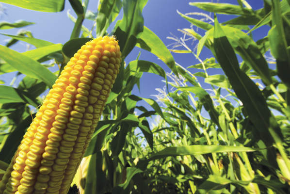 prezzi del mais