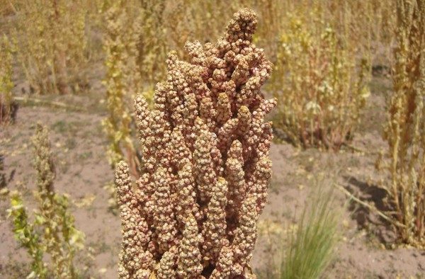 quinoa