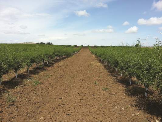 Mandorleto intensivo