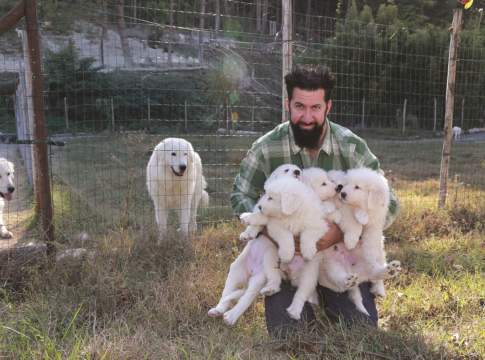 Un allevamento di cani che guarda ai mercati esteri cani