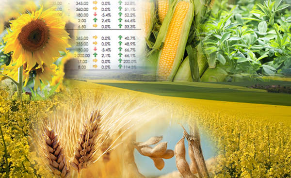 prezzi dei cereali terra e vita