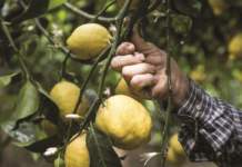 Ferrero lancia una nuova merendina al Limone Igp di Siracusa Limoni