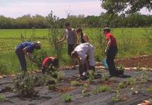 Servizio civile agricolo, 1.163 posti per i giovani servizio civile