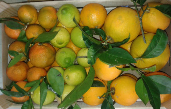 agrumi