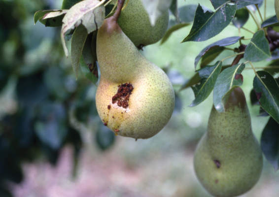 prodotti fitosanitari