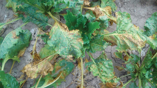 prodotti fitosanitari