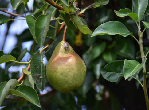 Cimice asiatica, Caselli: «Sospendere pagamento contributi previdenziali» cimice asiatica
