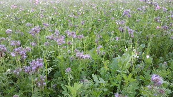 cover crop
