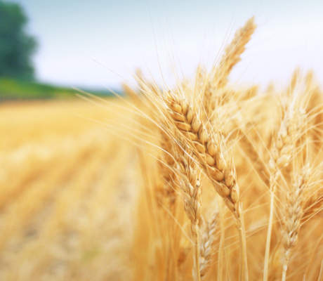 frumento duro terra e vita