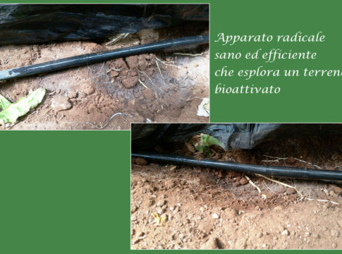 bioattivatori eurovix terra e vita