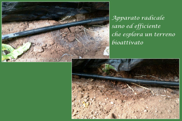 bioattivatori eurovix terra e vita