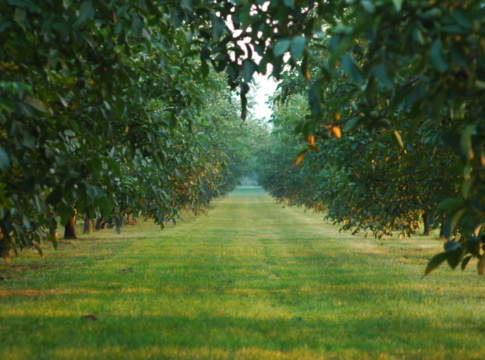 In-Noce, un innovativo progetto di filiera per valorizzare la coltura
