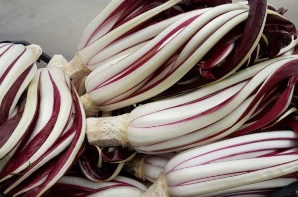 radicchio