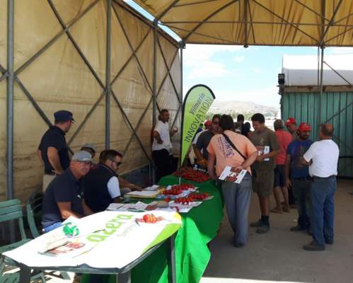 vilmorin sicilia pomodoro terra e vita