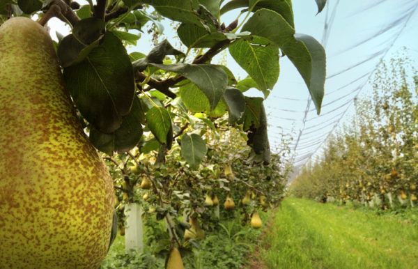 futurpera terra e vita