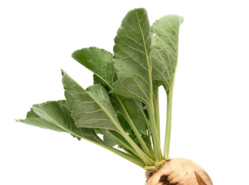 Bietola, il saccarosio supera le 10 tonnellate per ettaro