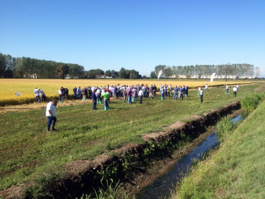 riso giornata in campo organizzata da sis