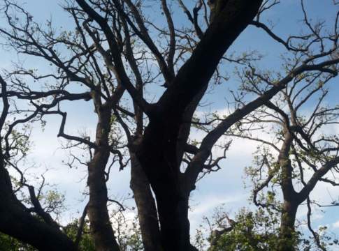 Alberi monumentali, pubblicato il primo elenco ufficiale monumentale