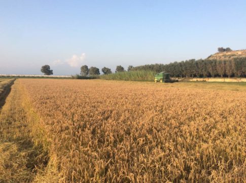 Biologico, in Piemonte apre un bando da 2,7 milioni biologico