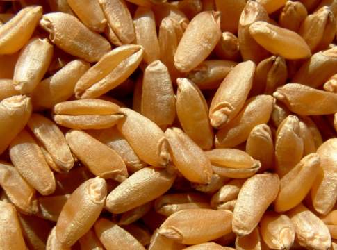 Sementi bio, «aziende pronte a investire, ma frenate delle deroghe»