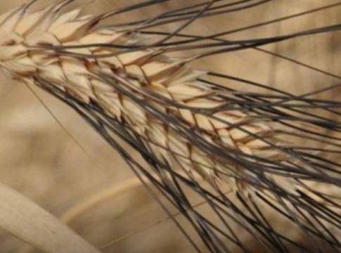 Grano Senatore Cappelli è varietà pubblica, non c’è rischio monopolio Senatore Cappelli