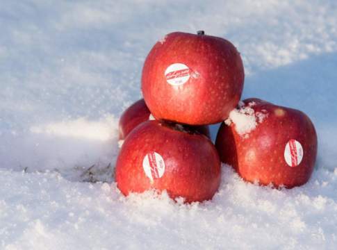 Crimson Snow ® cresce con Mesfruits mesfruits crimson snow mela