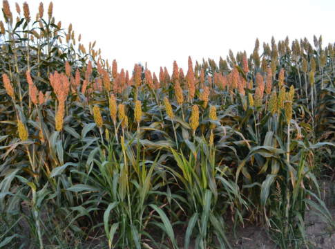 Sorghi per biogas, stabilità produttiva anche in caso di siccità sorghi