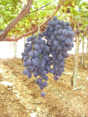 uva da tavola a bacca nera