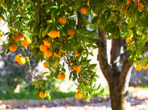 Gli agrumicoltori siciliani lanciano un sos alla Regione agrumicoltori