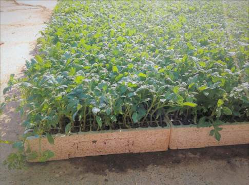 Pomodoro da industria, biostimolanti utili nello stress da trapianto biostimolanti