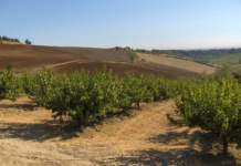 Concimare in primavera per passare dal fiore al frutto