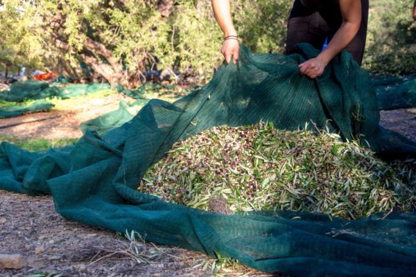 Olivicoltura, in arrivo nuove risorse con il Collegato agricolo