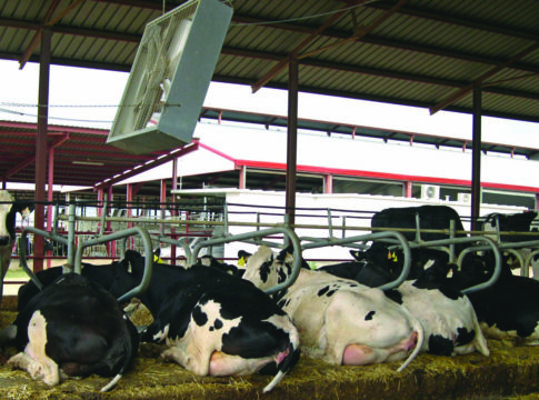 Basilicata, dalla Regione 200mila euro per la zootecnia da latte basilicata
