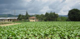 Tabacco, rinnovato l’accordo interprofessionale 2018-2020 tabacco