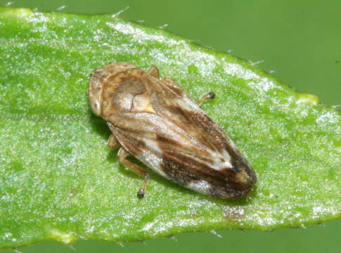 Decis Evo per il controllo dell’insetto vettore di Xylella fastidiosa philaenus spumarius, vettore della Xylella fastidiosa