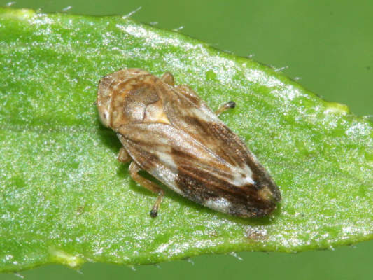 philaenus spumarius, vettore della Xylella fastidiosa