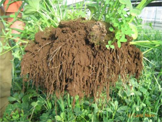 convegno agricoltura biodinamica