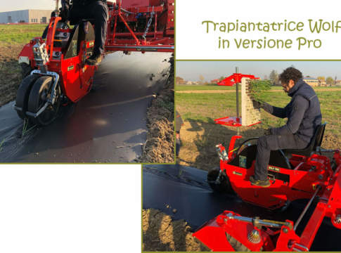 trapiantatrice wolf