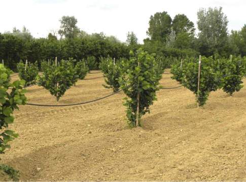 Nocciolo innestato a confronto con quello autoradicato nocciolo